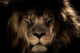 african-lion-2888519-1280.jpg